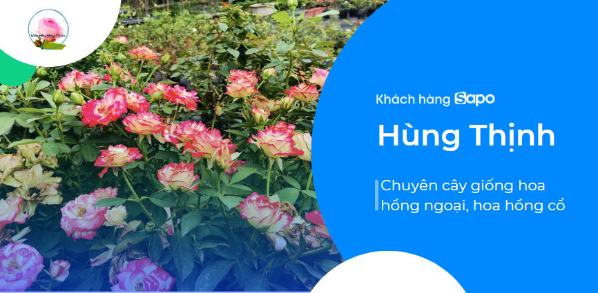 Vườn hồng Hùng Thịnh - Chuyên cây giống hoa hồng