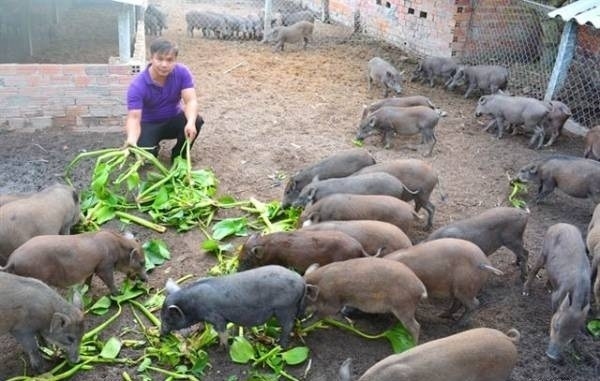 Gợi ý 20 cách làm giàu ở nông thôn dễ nhất hiện nay