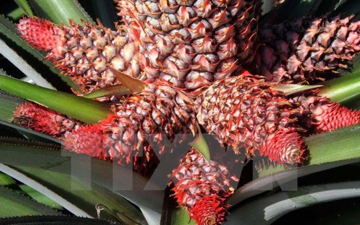 Top những loại trái cây Tết được săn lùng nhiều nhất