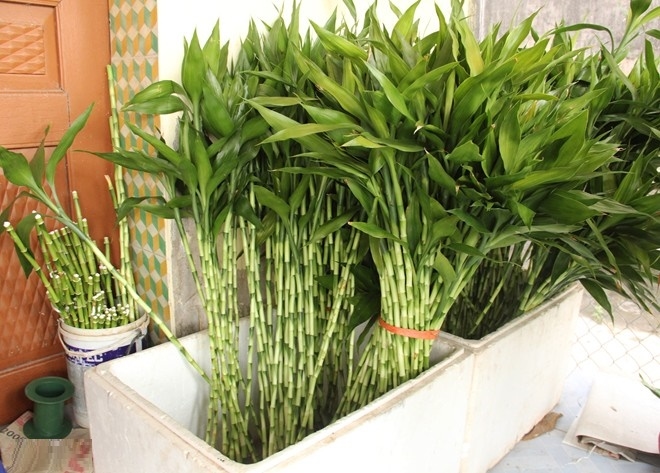 Học cách làm tháp cây phát lộc, cách uốn cây phát lộc kiếm bạc triệu dịp Tết