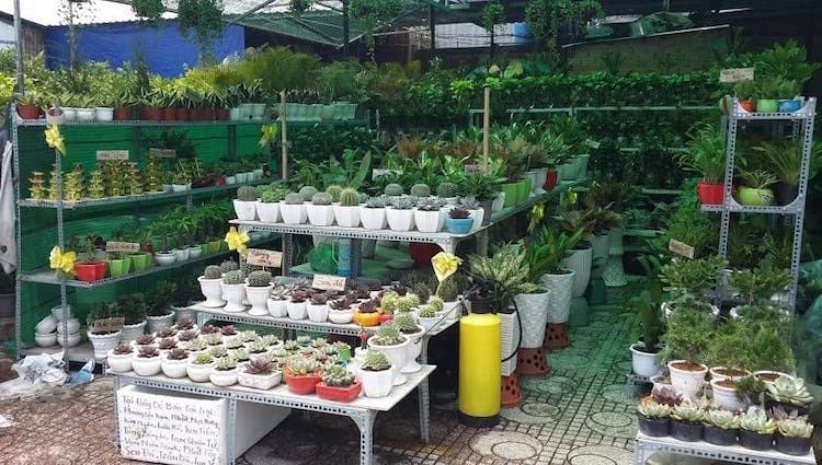 7 điều cần chuẩn bị để kinh doanh cây phong thủy thuận lợi