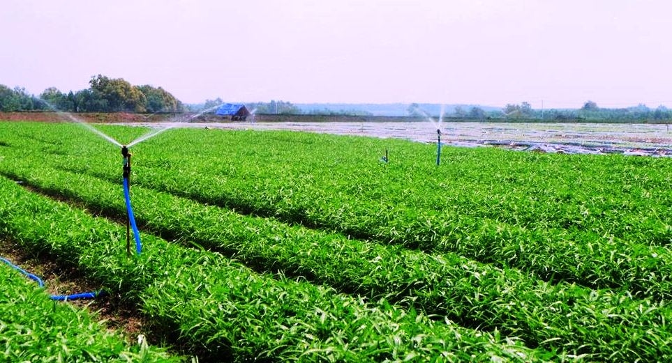 Kinh nghiệm kinh doanh rau sạch từ ông chủ vườn doanh thu tỷ đồng mỗi tháng