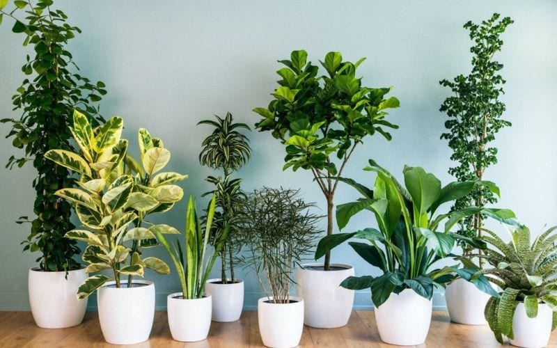 Gợi ý 7 quà tặng khai trương cửa hàng độc đáo, mang đến may mắn cho gia chủ