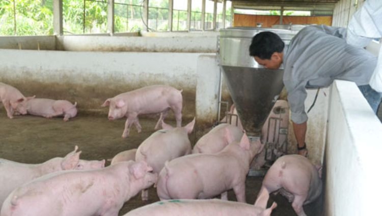 Thật không thể tin được Nông dân kiếm 7 tỷ/ năm nhờ nhạc Đàm Vĩnh Hưng