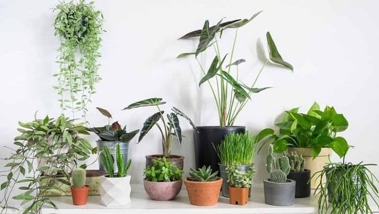 Chọn cây phong thủy cho 12 con giáp, tài lộc buôn bán hanh thông