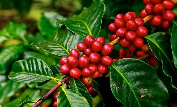 Các loại cà phê nổi tiếng được ưa chuộng tại Việt Nam