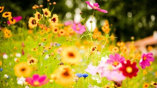 Nắm bắt ý nghĩa tuyệt vời của các loài hoa trong kinh doanh hoa tươi