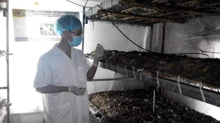 Người phụ nữ với quyết tâm đưa cây nấm Việt tỏa sáng trên thị trường